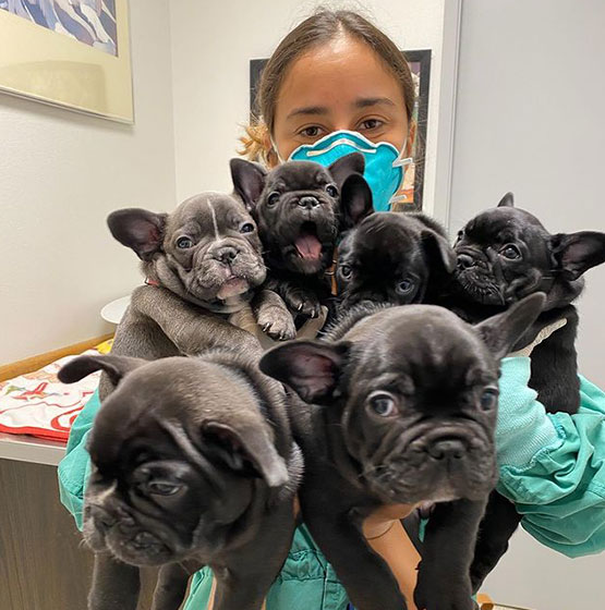 Careers Vet in Lihue Kauai Veterinary Clinic