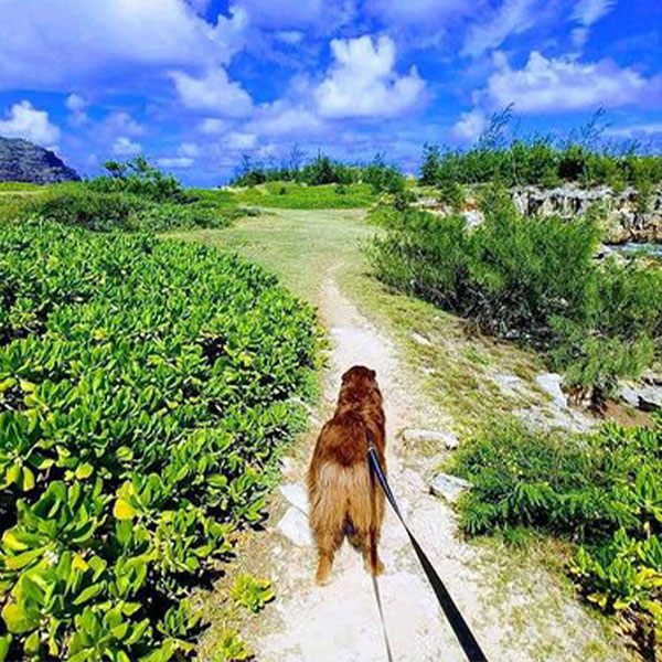 AAHA Vet in Lihue Kauai Veterinary Clinic
