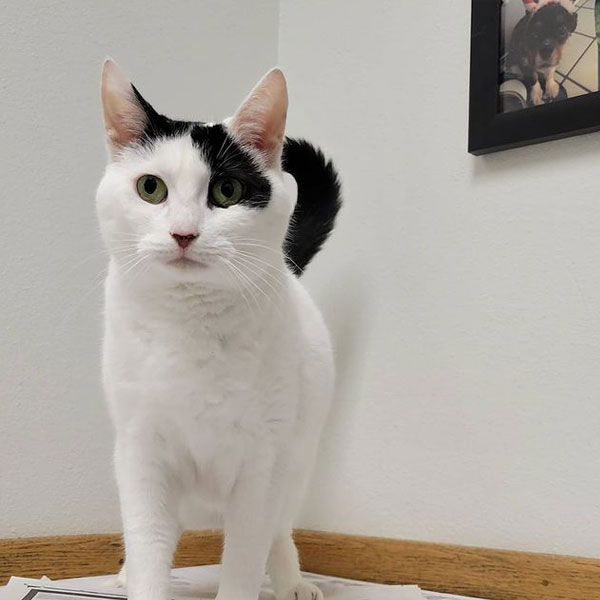 AAHA Vet in Lihue Kauai Veterinary Clinic