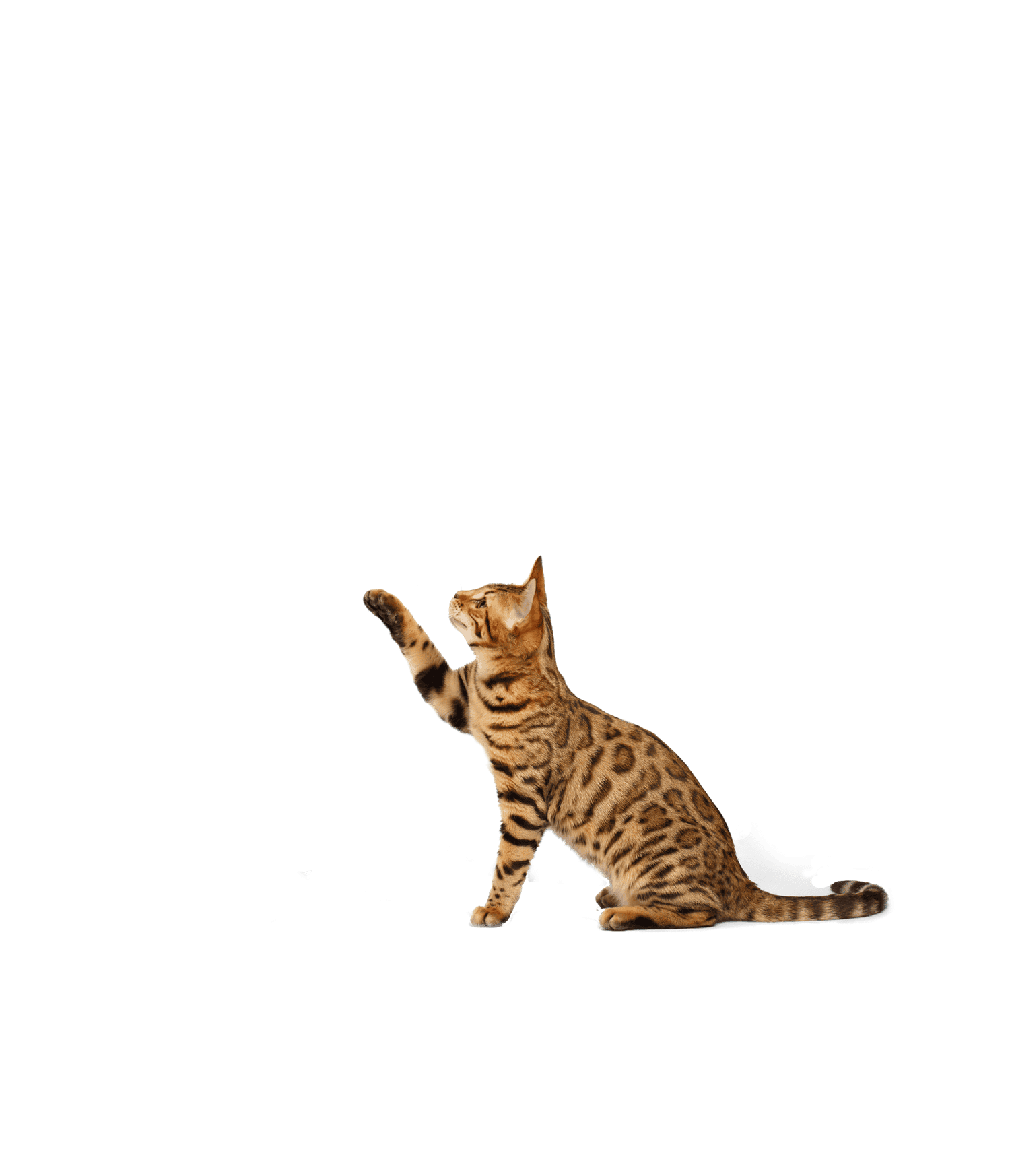 Veterinarian in Lihue Vets Near Me Kauai Veterinary Clinic