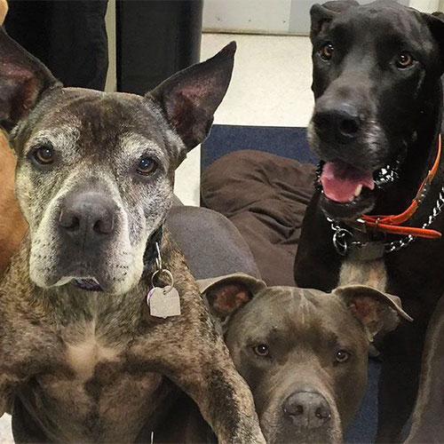 Veterinarian in Lihue Vets Near Me Kauai Veterinary Clinic