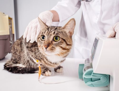 Frequently Asked Questions About Chronic Kidney Disease in Cats