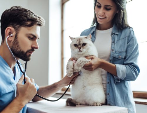 Keep Your Pet Healthy With Regular Wellness Care