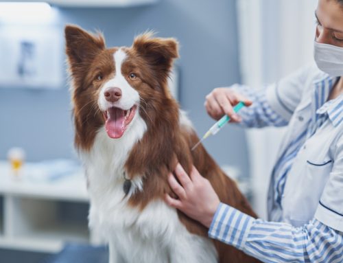Guide to Essential Canine Vaccines