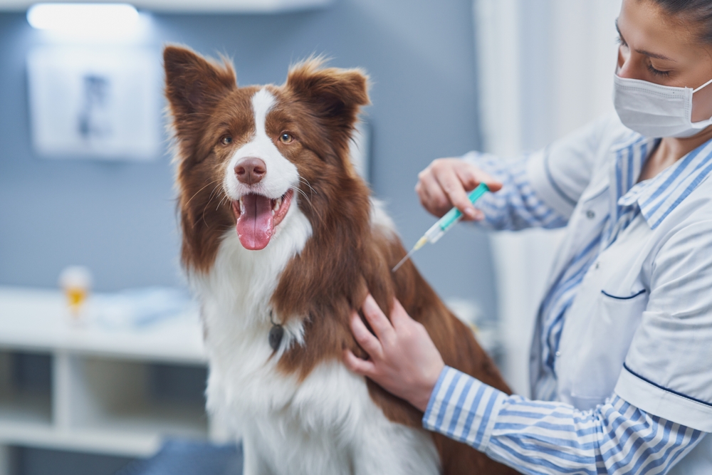 guide-to-essential-canine-vaccines-kauai-veterinary-clinic