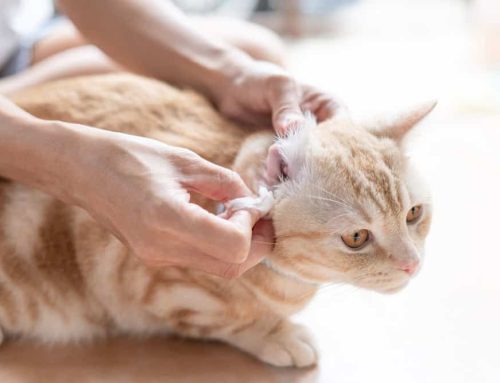 Essential Pet Care: How and Why to Clean Your Pet’s Ears