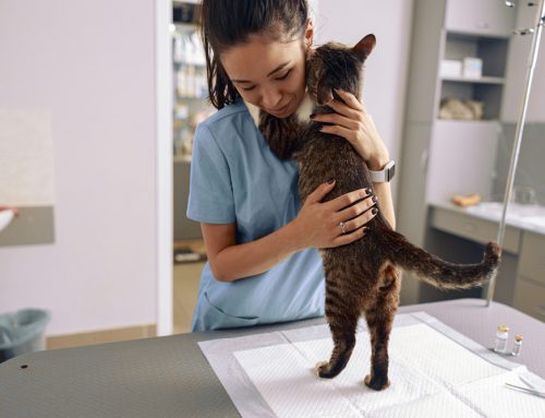 From Whisker to Tail: Comprehensive Care Tips for Your Pet